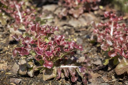 Red oak lettuce grown on soil ground in organic farm background for food healthy vegetables salad.の写真素材