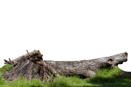 Piece of log wood in the nature forest on green grass, it gets discarded when wilted. Creative template layout with nature concept. With clipping path.の写真素材