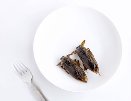 Giant Water Bug is edible insect for eating as food Insects cooking deep-fried snack on white plate with fork on gray background, it is good source of protein. Entomophagy concept.の写真素材
