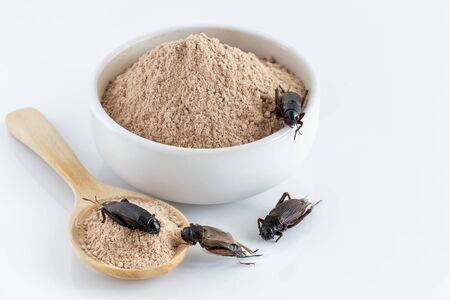 Cricket powder insect and pile Gryllus Bimaculatus for eating as food items made of insect meat in bowl on white background is good source of protein edible for future and entomophagy concept.の写真素材