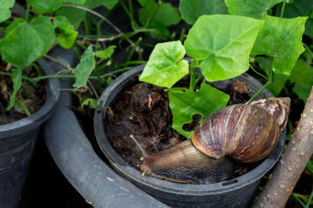 Snail or giant African snail (Lissachatina fulica) is one of the most dangerous pests in agriculture on natural green background.の写真素材