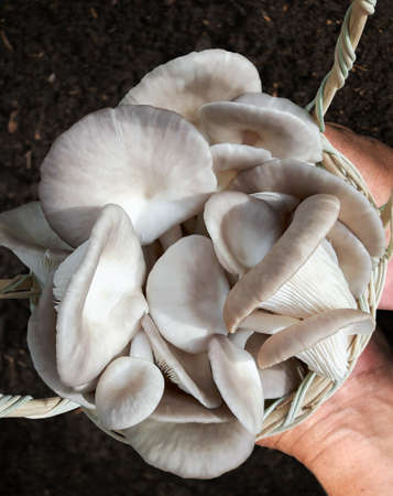 Oyster mushroom or Pleurotus ostreatus young mushrooms in basket on the hand's farmer, it is food healthy and delicious for cooking vegetarian.の写真素材