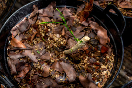 Young shoots of climbing wattle or Senegalia pennata tree  that sprouted from the cuttings in pots.