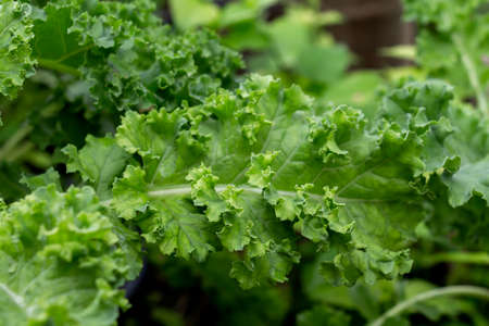 Kale green curly  plant is superfood and the Queen of food which beneficial for health and high in antioxidants. Cooking menu salad for healthy.の写真素材