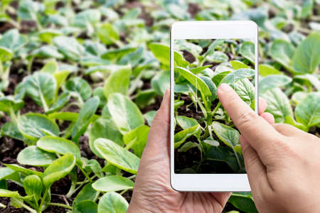 Smart farming agribusiness and technology. Farmer hand using smart phone scanning track application detail of plant growing produce agricultural farm for verify quality between producer and consumer.の写真素材
