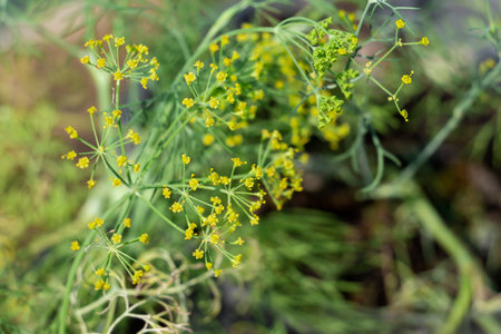 Dill flowers or Anethum graveolens blooming close-up plant in garden. Fragrant dill cultivation in...
