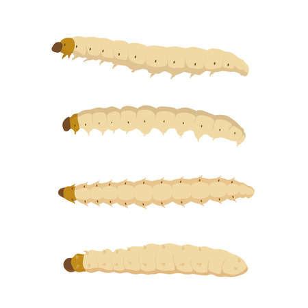 Food Insects: Bamboo worm or Bamboo Caterpillar insect deep-fried crispy for eating as food items, it is good source of protein edible for future food. Entomophagy concept.のイラスト素材