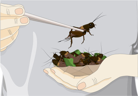 Man's hand holding chopsticks which contain Crickets insects for eating as food deep-fried crispy snack for take-away, it is good source of protein edible for future. Entomophagy concept.のイラスト素材
