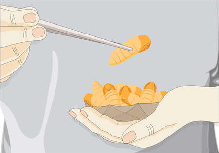 Man's hand holding chopsticks which contain Silkworm Pupa insects for eating as food deep-fried crispy snack for take-away, it is good source of protein edible for future. Entomophagy concept.のイラスト素材