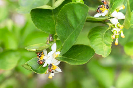 Honey bee or Apis florea bee flying collecting pollen and nectar over white flower of lime tree in blur green leaves background. Fresh honey has health benefits and can be used to make medicine.の写真素材