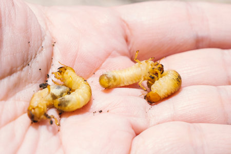 Beetle Worm of Scarab Beetle is dangerous insect pest with Mango tree borer. Batocera rufomaculata...