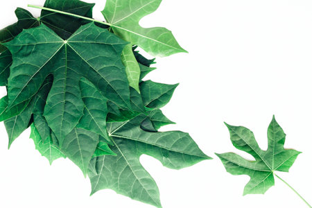Mock up paper white background with a green chaya leaves or Mexican spinach of the tropical plants...