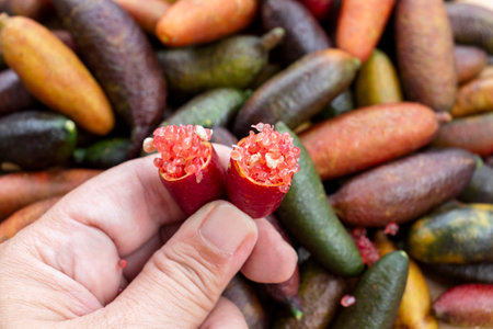 Finger lime or caviar lime of Australian cut in half, it is edible fruits used for cooking gourmet cuisine. Woman hand holding fresh Citrus australasica.の写真素材