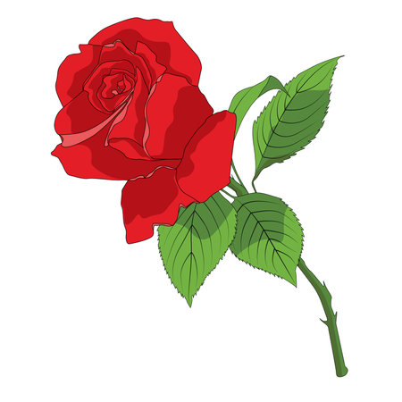 Red rose flower for happy Valentines day postcards. Vector colored elements illustration for tattoo, greeting card, wedding invitation.のイラスト素材