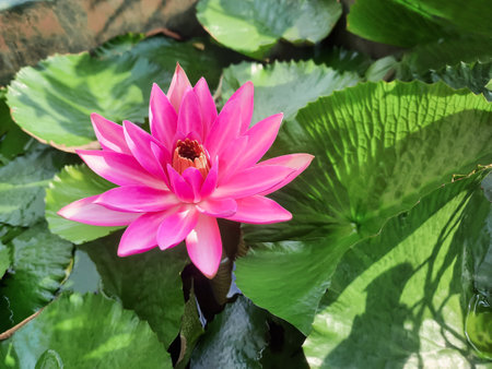 Beautiful pink lotus flower with green leaf in pond is complemented by the rich colors of the water surface.の写真素材