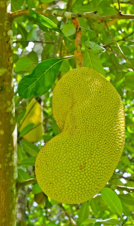 The young JackfruitIn the garden 