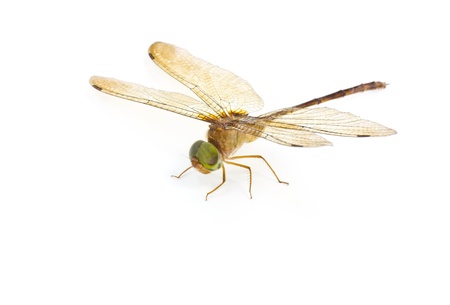 Dragonfly wings  on white background の写真素材