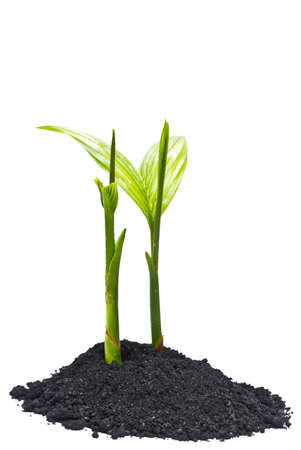 Betel palm isolated on a white background の写真素材