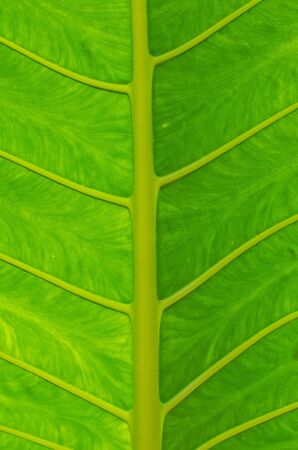 Details on the green leaves 