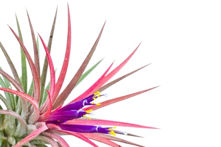 tillandsia on a white background の写真素材