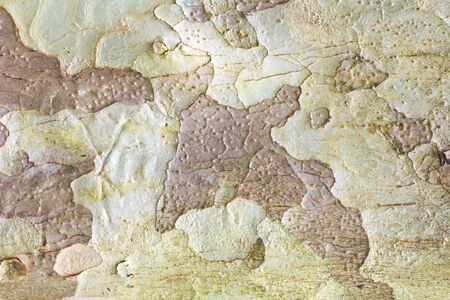 Patterns Detail  on the bark の写真素材
