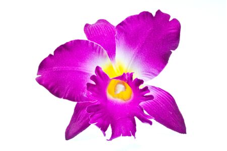 Cattleya orchid  made of fabric isolated on a white background の写真素材