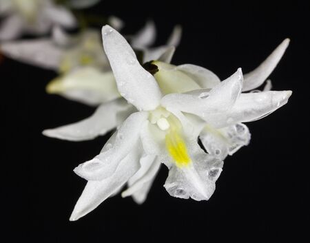 White orchid on a black background の写真素材
