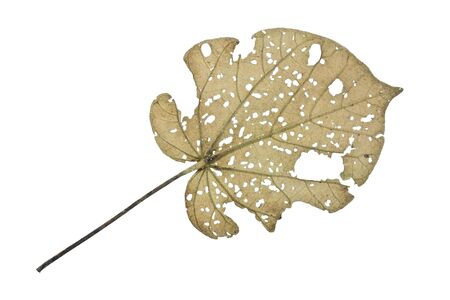 Holes on the old leaves isolated on white background.の写真素材