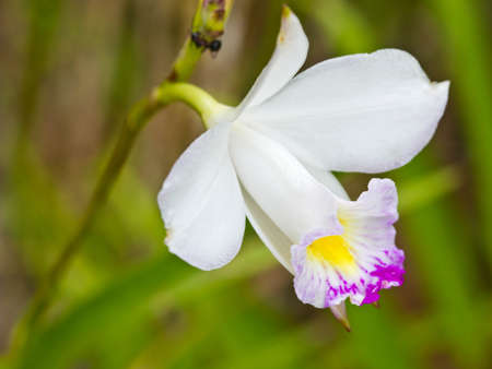 Ground orchid In tropical forests.の写真素材