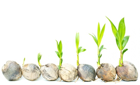 Coconut palm seedlings on a white background.の写真素材