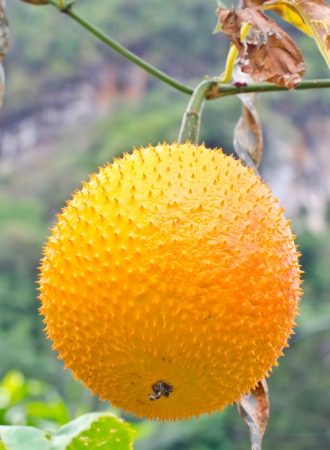 Gac fruit, fruits for healthy の写真素材