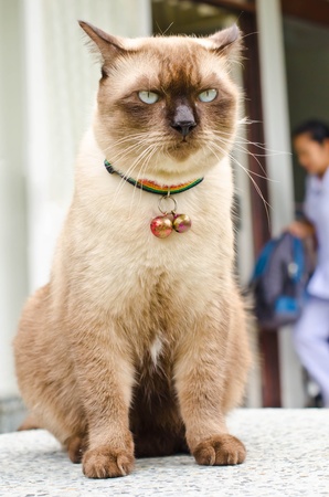 Cat waiting for owners in front of the house の写真素材