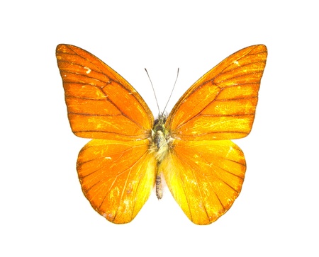 Orange Albatross butterfly (Appias nero) on white background.の写真素材