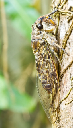 Cicada (order Hemiptera,suborder Auchenorrhyncha) in garden.の写真素材