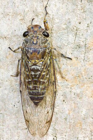 Cicada (order Hemiptera,suborder Auchenorrhyncha) in garden.