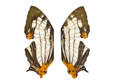 Common Map butterfly wings (Cyrestis thyodames).の写真素材