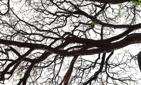Leafless branches isolated on white backgroundの写真素材
