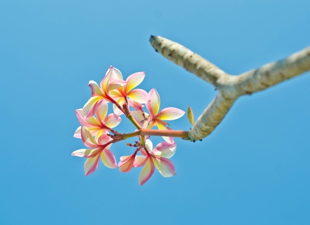 Frangipani flowers on a blue background の写真素材