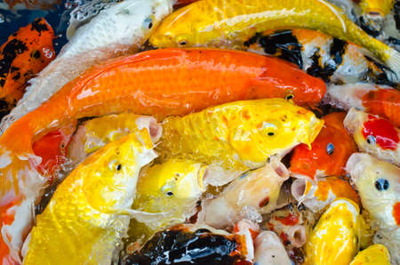 Koi Carp in a pondの写真素材