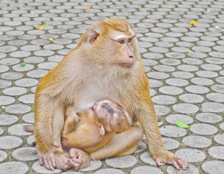 monkey family in the zoo.