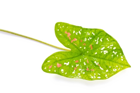 thai-Native Leaf Caladium on white background の写真素材