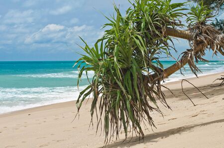 Pandanus tectorius or Pandanus odoratissimus  screwpines  at the waterfront of the Indian Oceanの写真素材