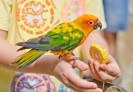 Children feeding a beautiful colorful parrot の写真素材