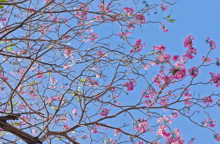 Pind tecoma, Pink trumpet tree, Rosy trumpet-tree  Tabebuia rosea  Bertol   DC   