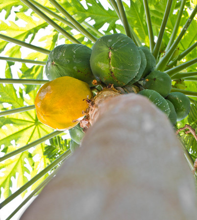 Ripe and raw papaya fruit on the papaya tree の写真素材