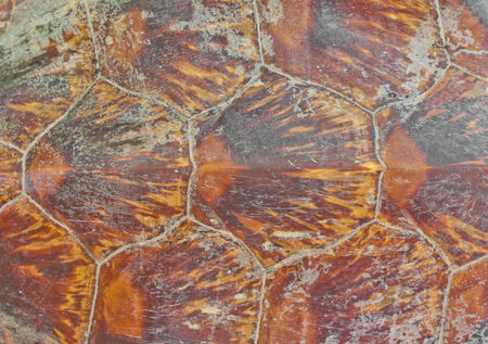 Turtle carapace Background