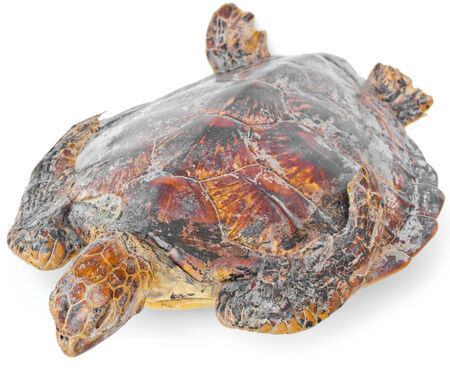 Remains of hawksbill sea turtle on white background 