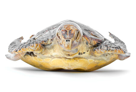 Remains of hawksbill sea turtle on white background の写真素材