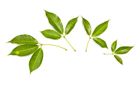 Rubber leaves on a white background の写真素材