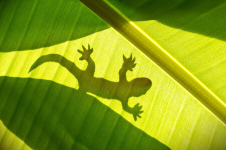 shadow of a gecko on a bananaの写真素材